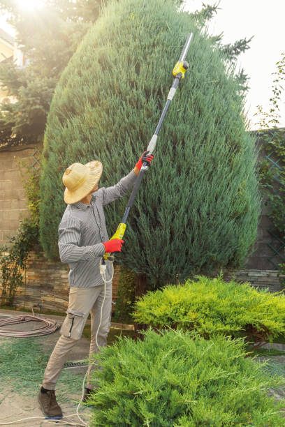 Best Tree Cutting Near Me  in Dash Point, WA